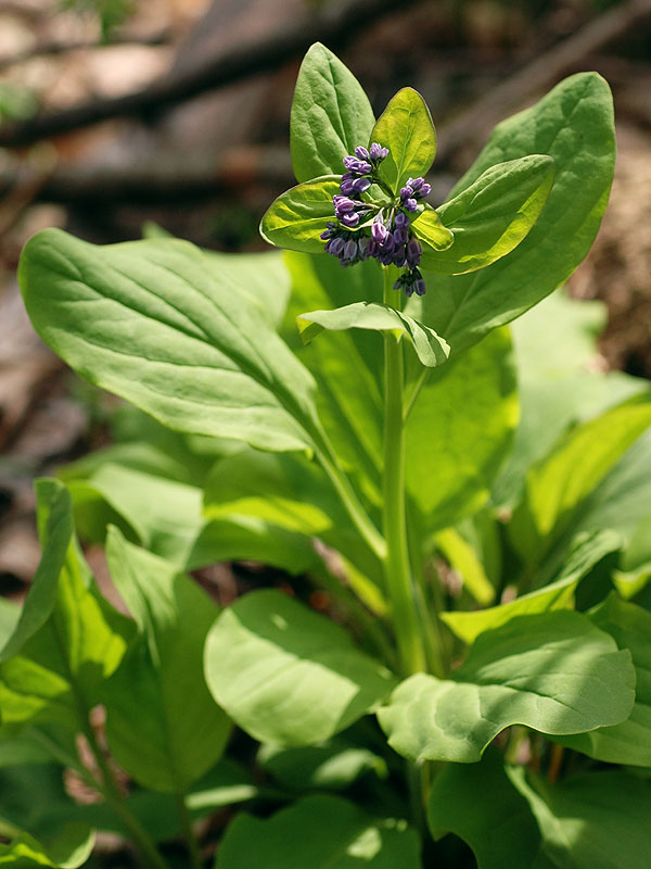 Mertensia virginica