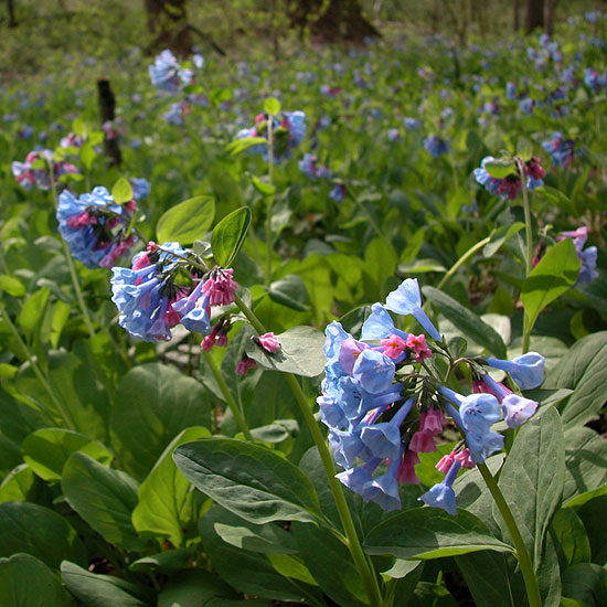 Mertensia virginica