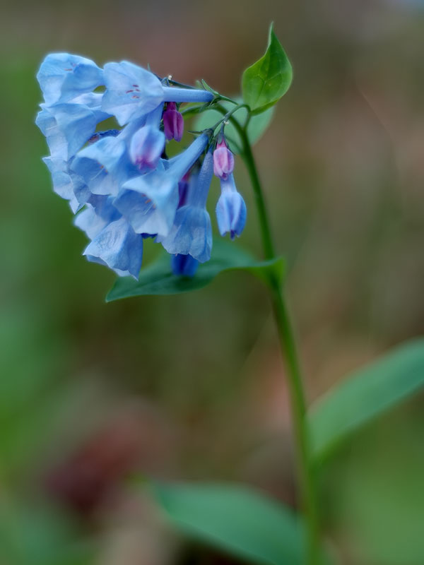 Mertensia virginica