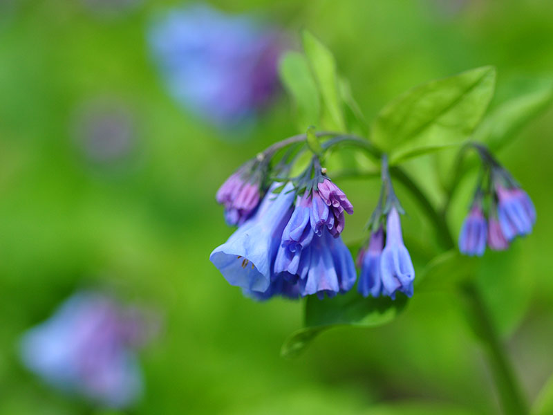 Mertensia virginica