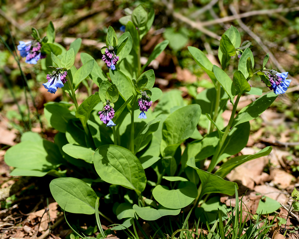 Virginia Bluebells