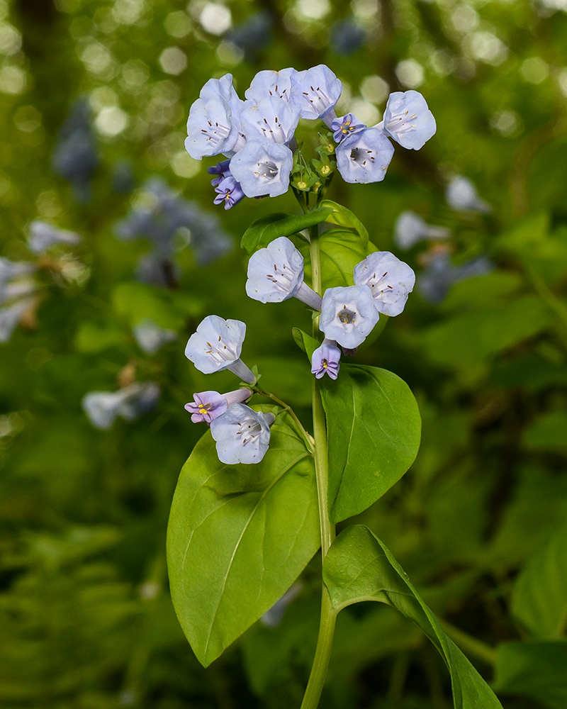 Virginia Bluebells