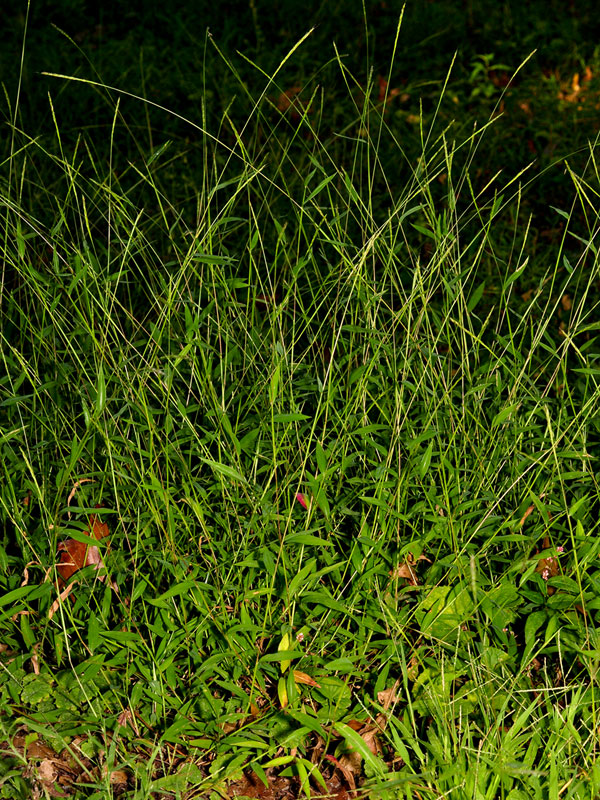 Japanese Stilt Grass