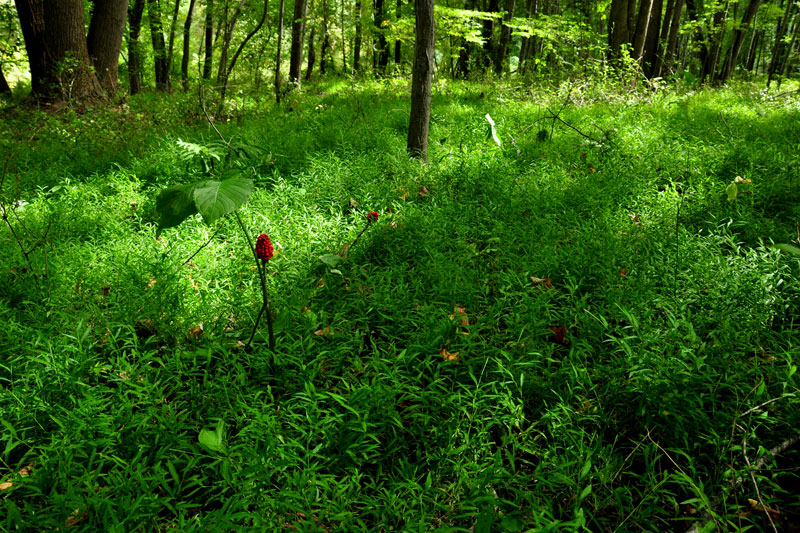 Microstegium vimineum