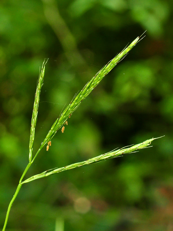 Microstegium vimineum