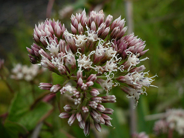 Mikania scandens