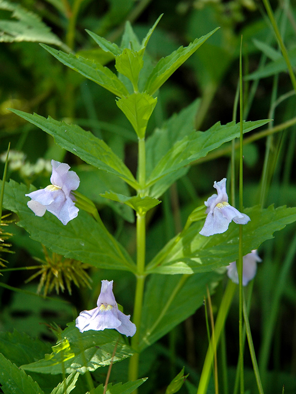 Square-stem Monkeyflower