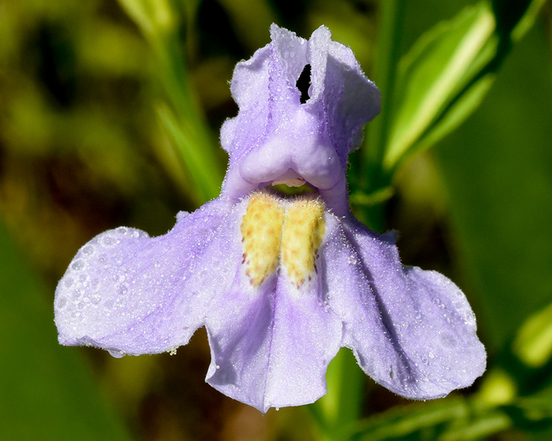 Square-stem Monkeyflower