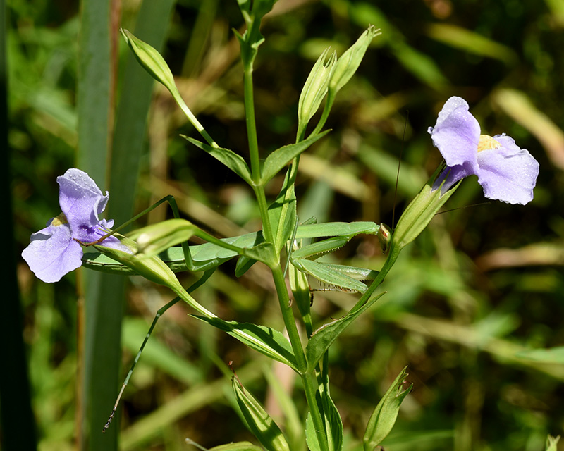 Mimulus ringens