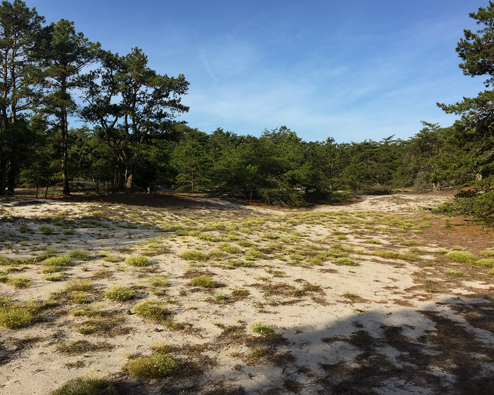 Pine Barren Sandwort