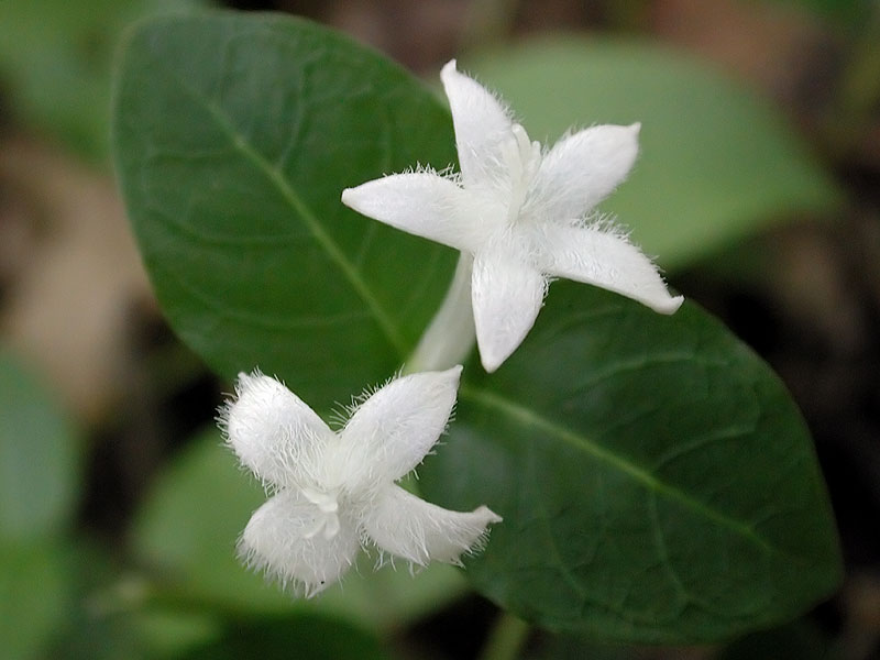 Mitchella repens