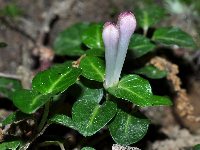 Mitchella repens