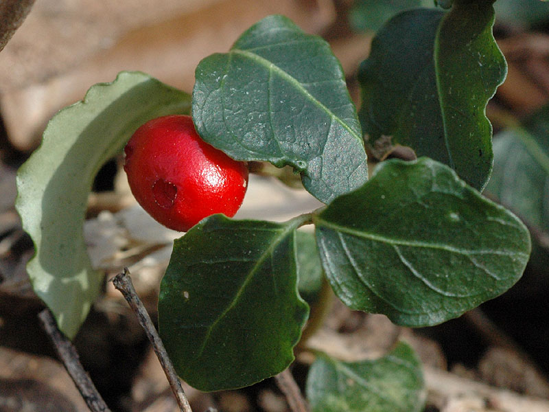 Partridge-berry