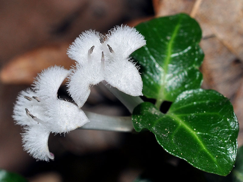 Mitchella repens