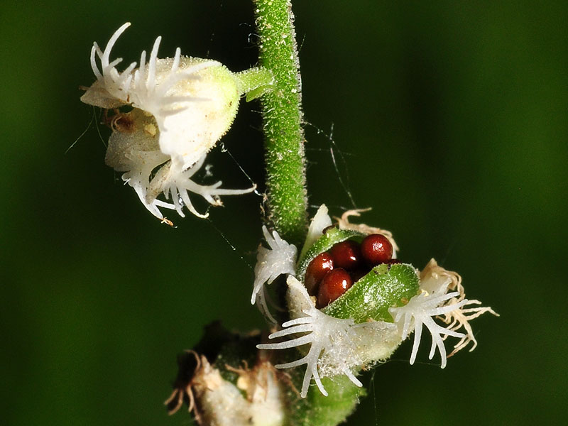 Two-leaf Bishop's-cap