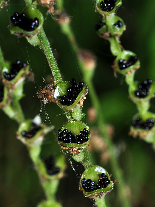 Mitella diphylla