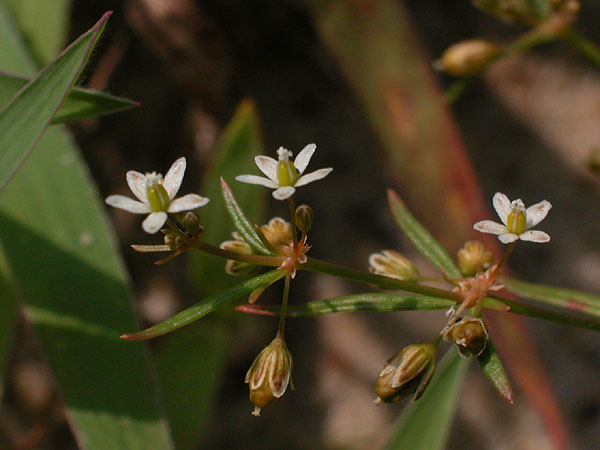 Green Carpetweed