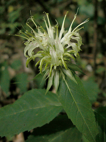 Basil Beebalm
