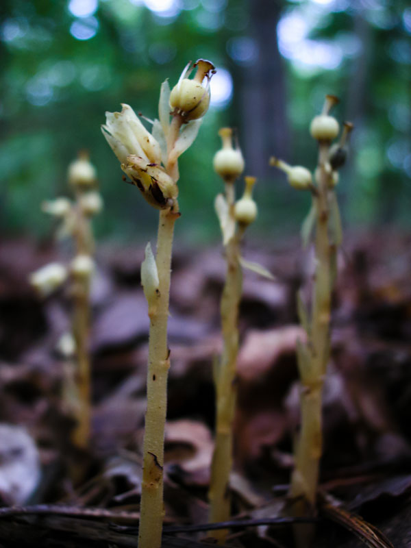 Hypopitys monotropa