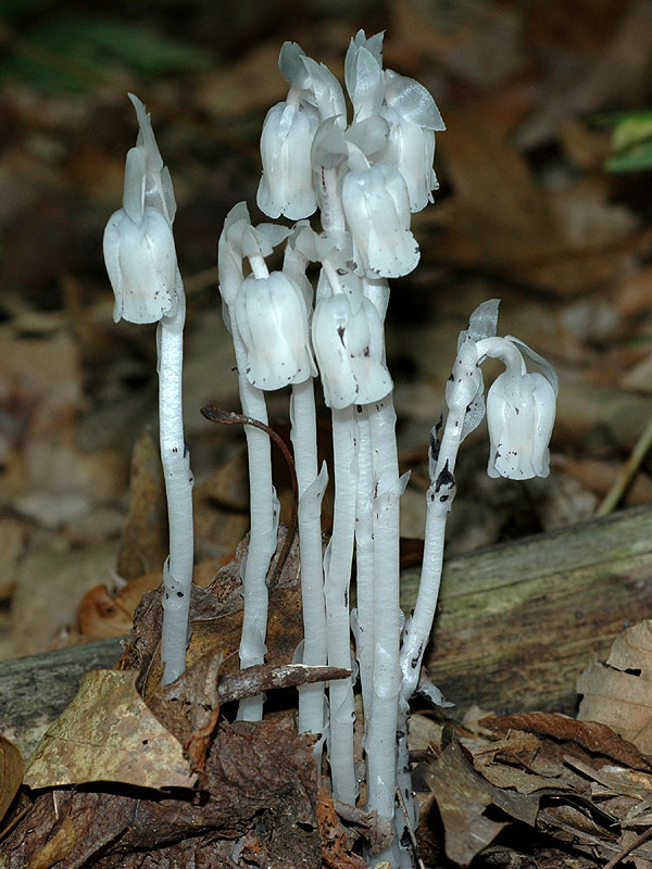 Indian-pipe