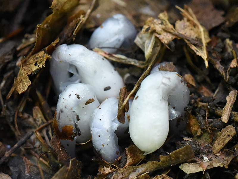 Indian-pipe