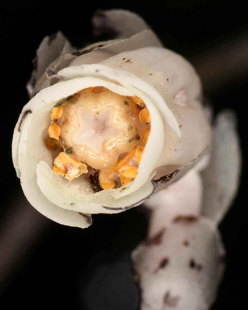 Monotropa uniflora