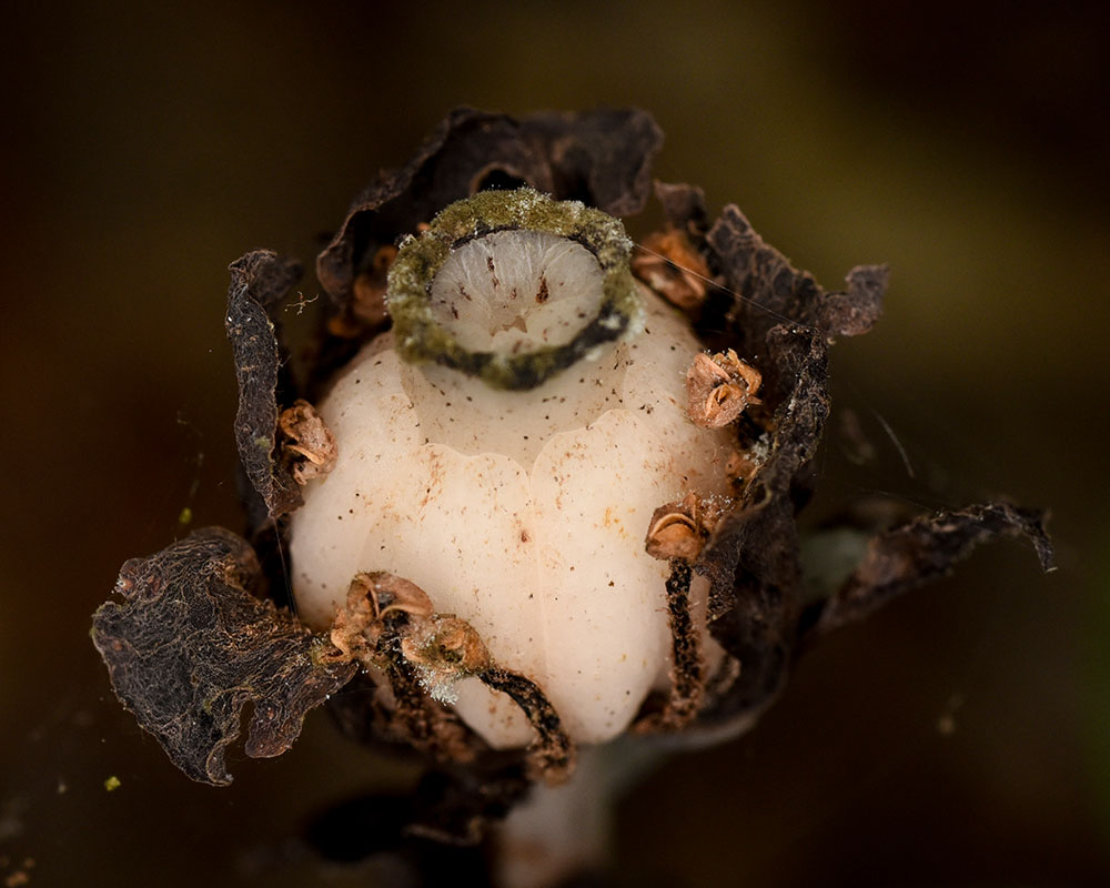 Indian-pipe