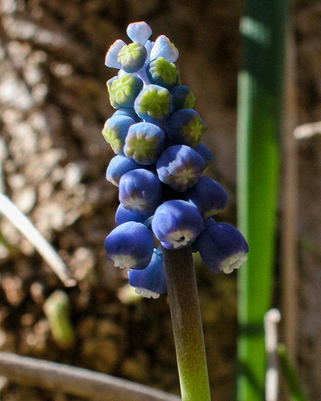 Common Grape-hyacinth