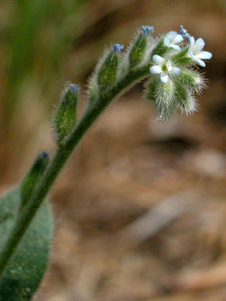 Myosotis discolor