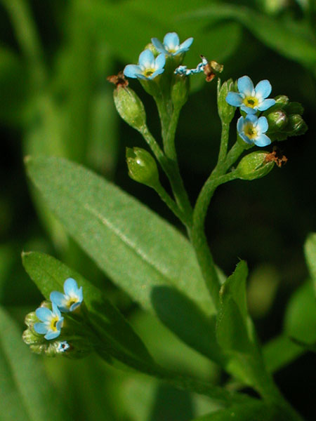 Myosotis laxa subsp. laxa