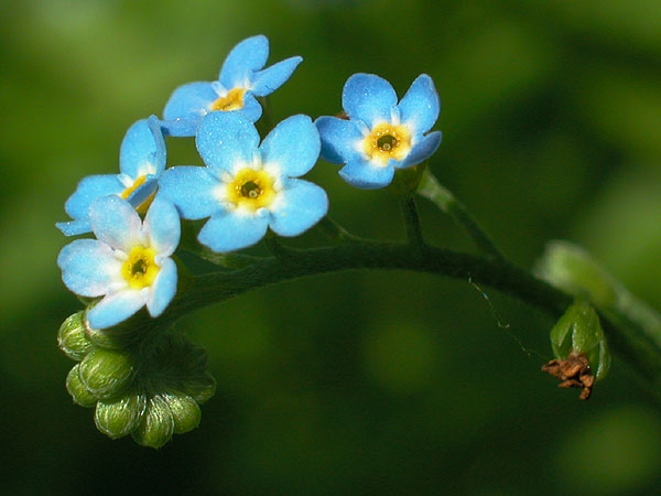 True Forget-me-not