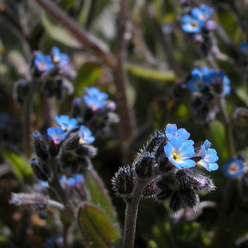 Myosotis stricta