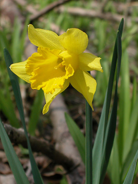 Narcissus pseudonarcissus