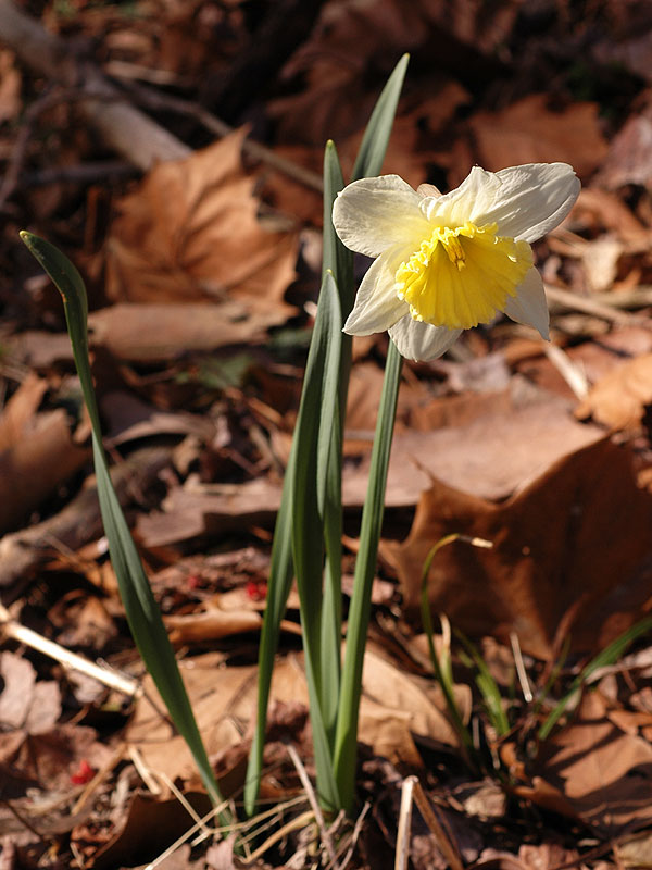 Narcissus pseudonarcissus