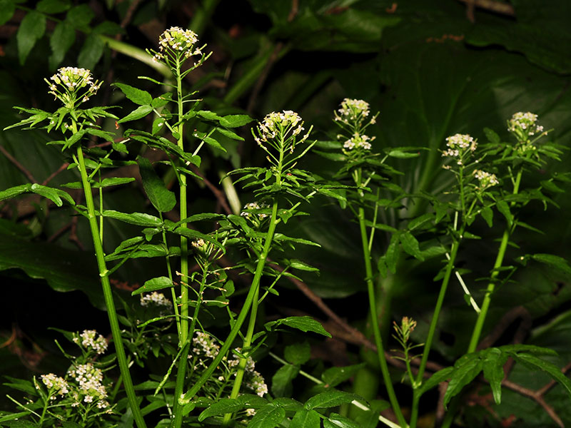 Nasturtium officinale