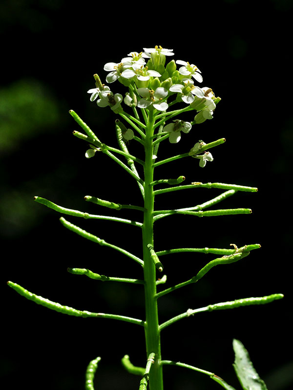 Nasturtium officinale