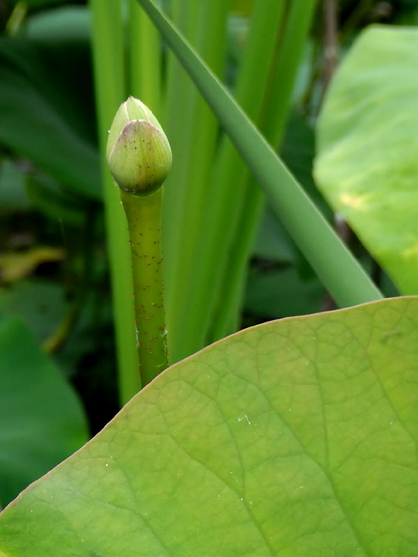 Nelumbo lutea