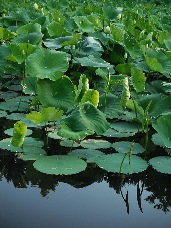 Nelumbo lutea