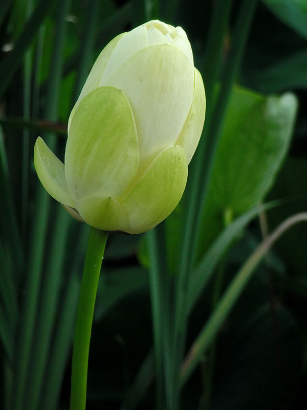 Nelumbo lutea