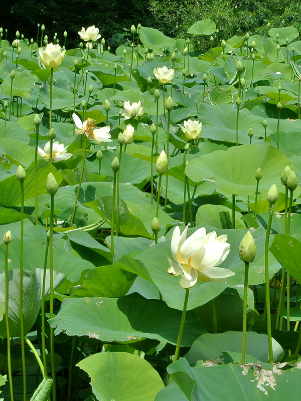 Nelumbo lutea