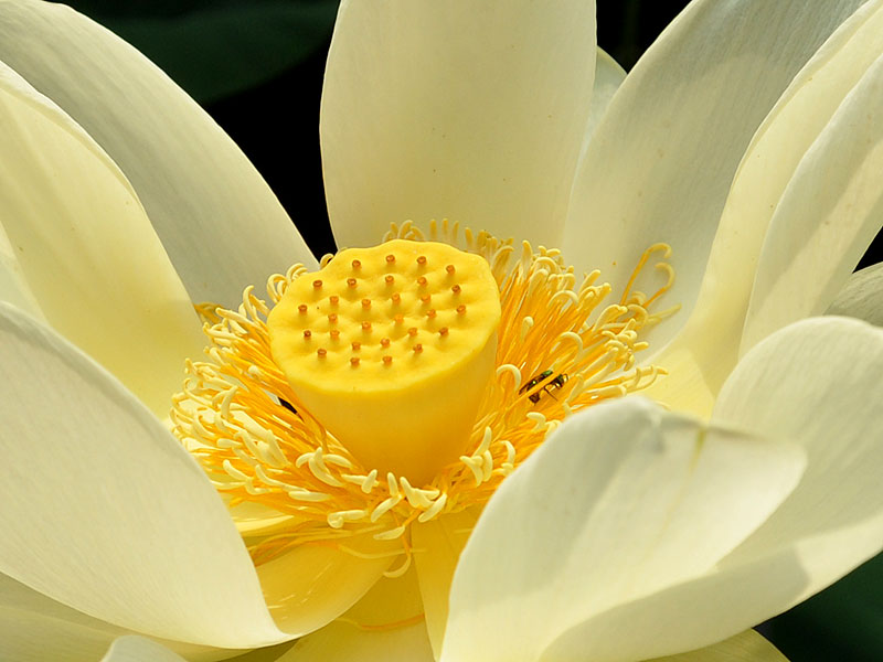 Nelumbo lutea