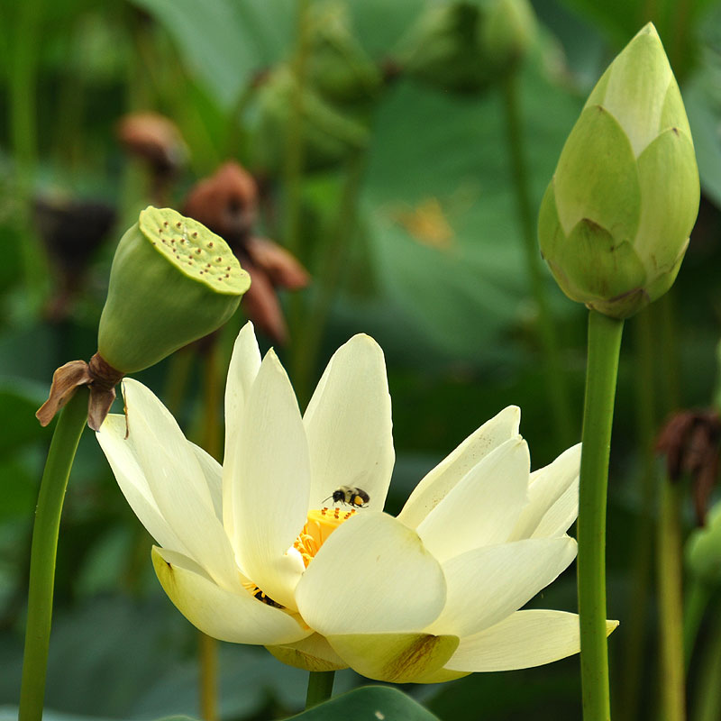 Nelumbo lutea