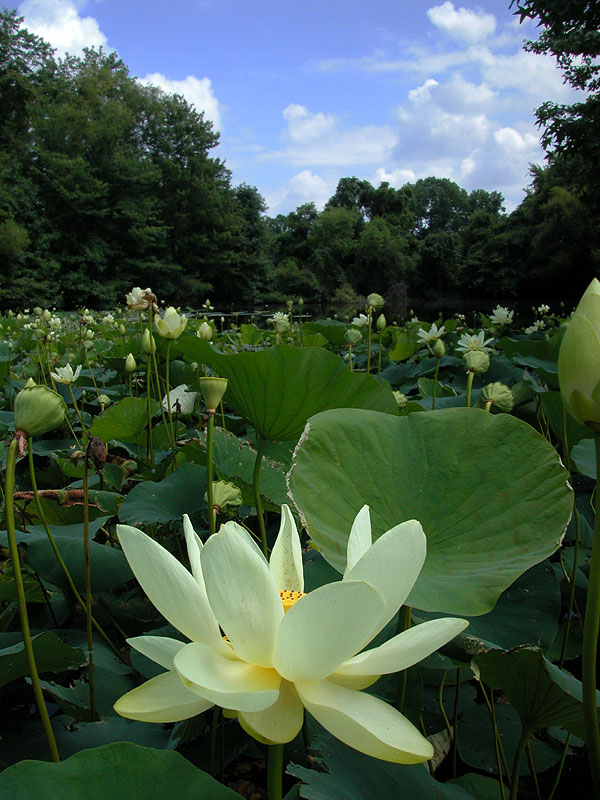 Nelumbo lutea