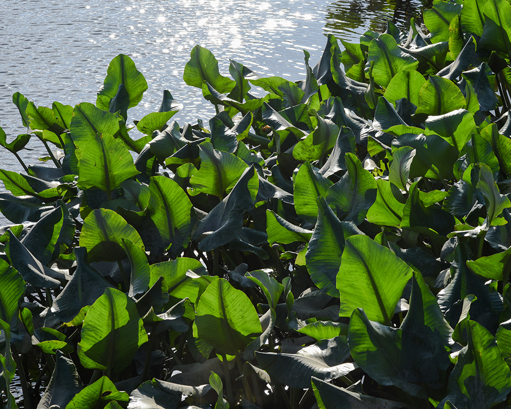 Nuphar advena