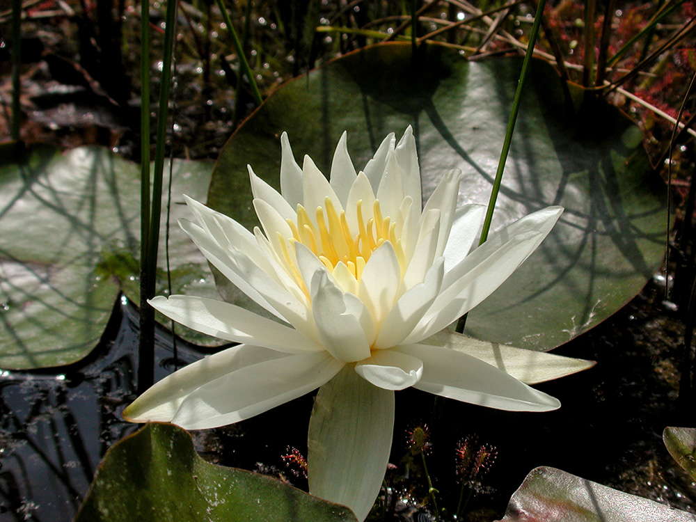 Nymphaea odorata subsp. odorata