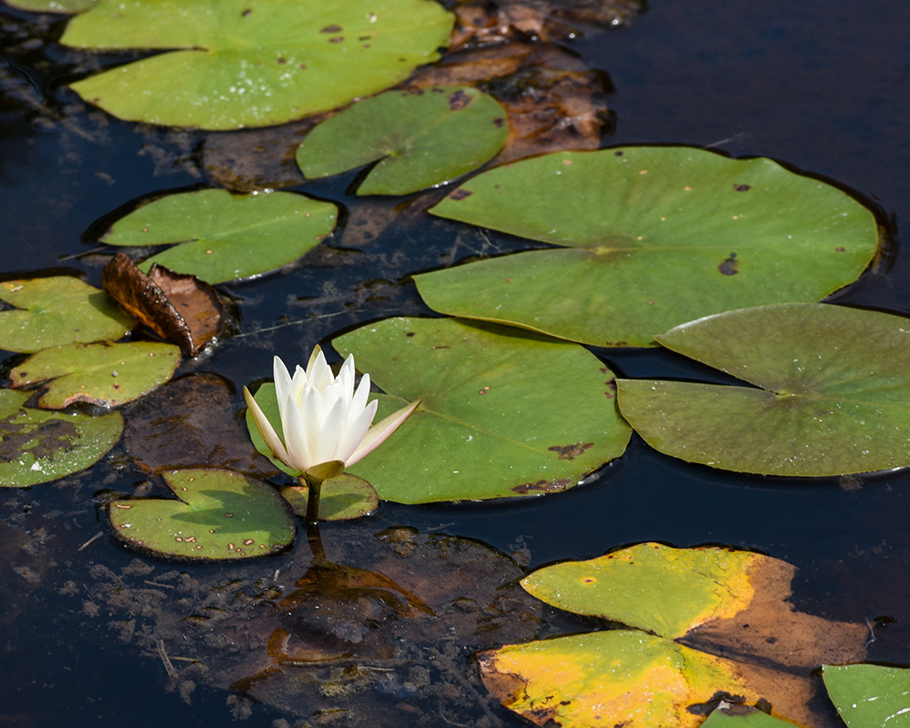 Nymphaea odorata subsp. odorata