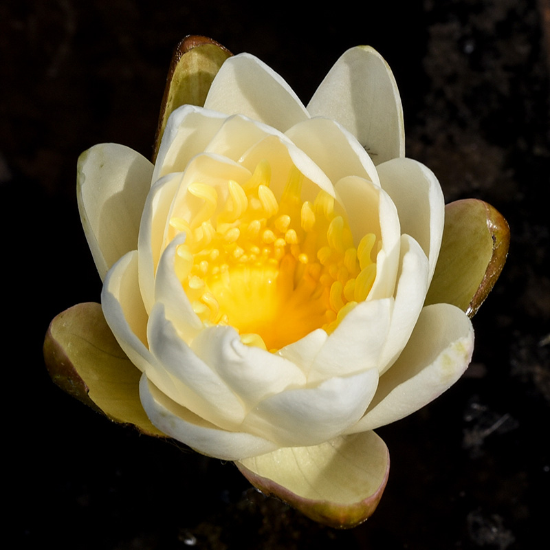 Nymphaea odorata subsp. odorata