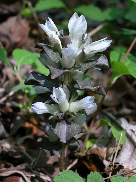 Obolaria virginica