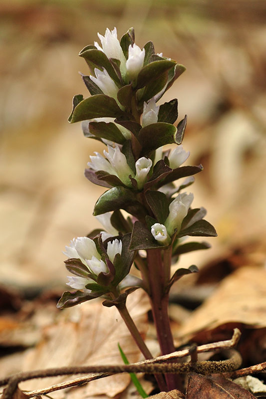 Obolaria virginica