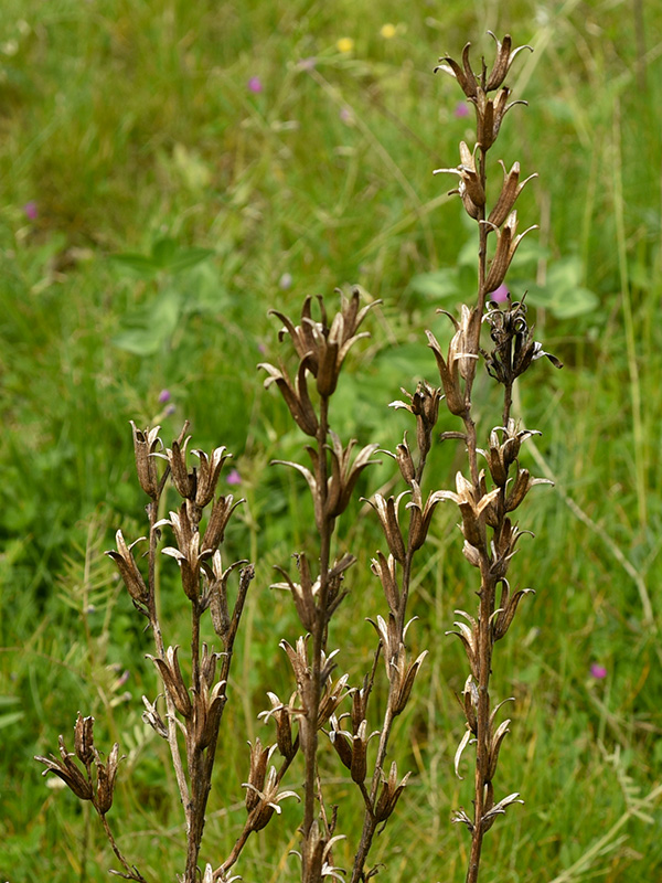 Oenothera parviflora